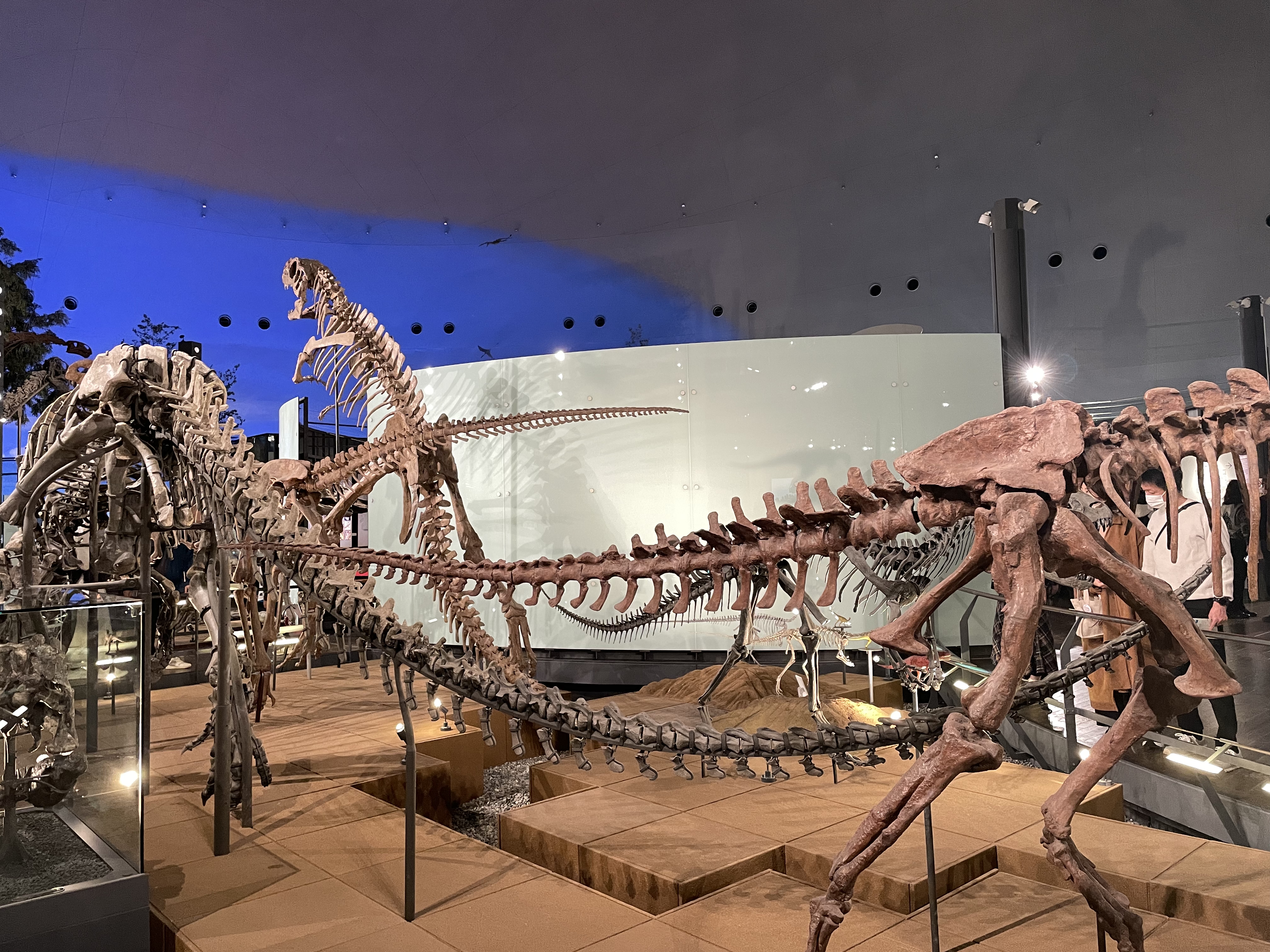 恐竜博物館 写真