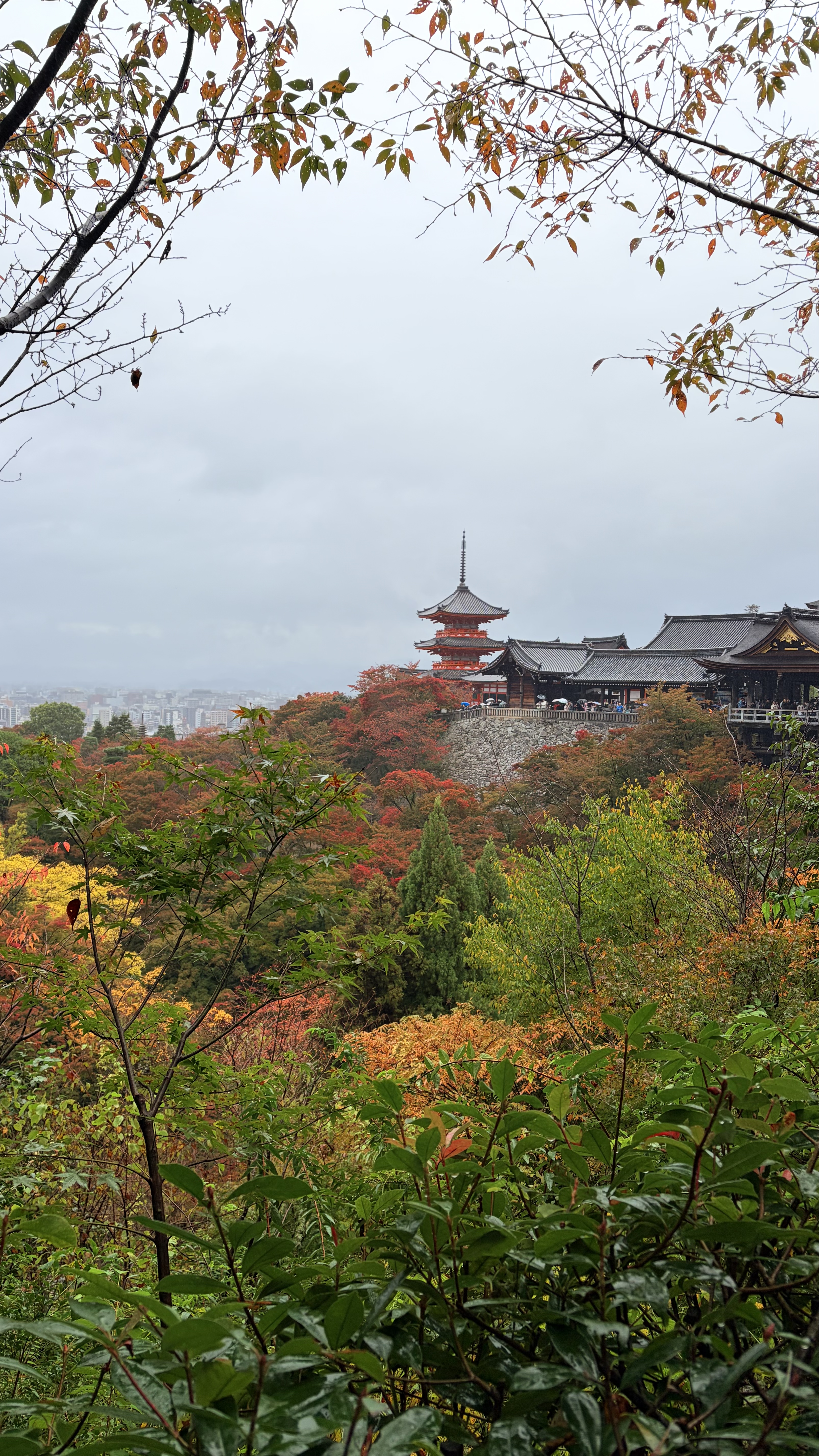 紅葉の見頃 写真
